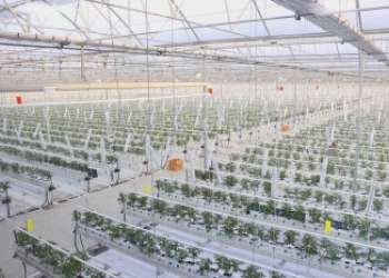 Kışın Serada Domates Yetiştiriciliği Koyuncu Seracılık