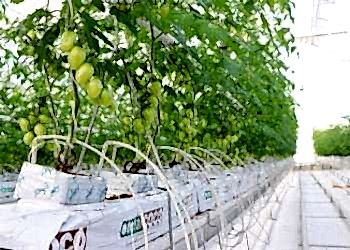 Domatesin Faydaları Nelerdir? Koyuncu Seracılık